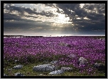 Fireweed, Kwitnący, Ognisty, Chwast, Hudson Bay