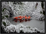 Flamingi, Rzeka, Las, Zima
