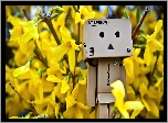 Wiosna, Forsycje, Danbo