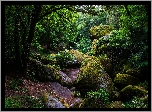 Las Huelgoat, Drzewa, Omszałe, Kamienie, Droga, Prowincja Bretania, Francja