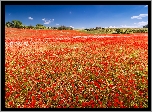 Francja, Valensole, Pole, Makowe, Maki
