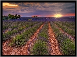 Plantacja, Lawenda, Pole, Drzewa, Zachód słońca, Valensole, Prowansja, Francja