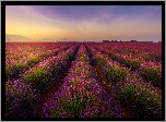 Francja, Valensole, Pole, Lawenda