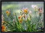 Kwiaty, Frezje, Deszcz