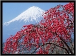 Fuji, Japonia