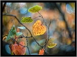 Gałązki, Liście, Bokeh, Jesień
