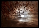 Gałązki, Nocne, Niebo, Księżyc