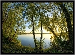 Drzewa, Gałęzie, Jezioro