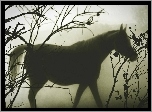 Koń, Gałęzie, Mgła