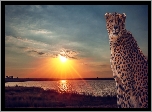 Gepard, Jezioro, Zachód, Słońca