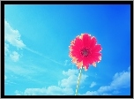 Gerbera, Niebo