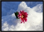 Śnieg, Gerbera, Listek