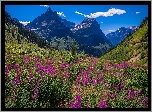 Park Narodowy Glacier, Góry Skaliste, Łąka, Kwiaty, Drzewa, Montana, Stany Zjednoczone