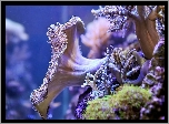 Głębiny morskie, Koralowiec, Rafa koralowa