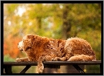 Golden, Retriever, Park, Ławka, Liść