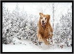 Golden Retriever, Bieg, Śnieg
