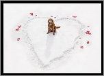 Śnieg, Serce, Golden Retriever