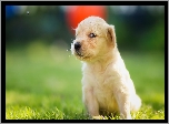 Golden, Retriever, Szczeniaczek, Łąka