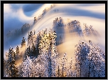 Góra Uetliberg, Zima, Mgła, Drzewa, Szwajcaria