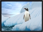 Pingwin, Góra lodowa