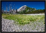 Góra, Las, Trawa, Suche, Drzewa