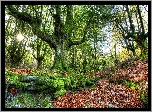 Park Narodowy Gorbea, Kraj Basków, Hiszpania, Drzewa, Las, Jesień, Promienie słońca