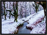 Park Narodowy Gorbea, Zima, Drzewa, Las, Rzeczka, Strumyk, Kraj Basków, Hiszpania