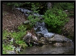 Górski, Potok, Las, Kamienie, Krzewy