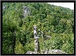 Górski, Las