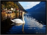 Góry, Jezioro, Łabędź, Hallstatt