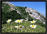 Góry, Las, Łąka, Margerytki