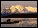 Alaska, Góry, Niedźwiedź