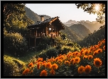 Dom, Kwiaty, Wzgórze, Góry