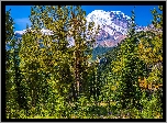 Góry, Ośnieżone, Szczyty, Drzewa, Rośliny, Park Narodowy Mount Rainier, Stan Waszyngton, Stany Zjednoczone