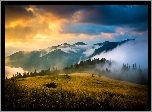 Ukraina, Góry Karpaty, Mgła, Wschód słońca, Chmury, Drzewa