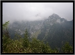 Góry, Drzewka