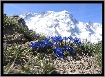 Góry, Kwiaty, Goryczka Alpejska