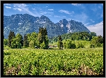 Góry, Bayerische Voralpen, Drzewa, Trawa, Domy, Inzell, Bawaria, Niemcy