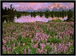 Jezioro, Góry, Kwiaty