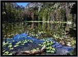 Góry, Las, Jezioro, Nenufary