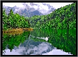 Góry, Lasy, Jezioro, Łabędz