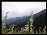Góry, Kwiatki