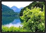 Góry, Las, Jezioro, Kwitnący, Krzew