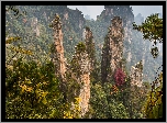 Las, Wulingyuan Scenic Area, Skały, Góry, Zhangjiajie National Forest Park, Hunan, Chiny