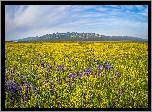 Polne, Kwiaty, Łąka, Góry, Rezerwat przyrody, Carrizo Plain National Monument, Kalifornia, Stany Zjednoczone