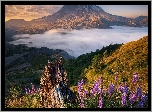 Góry Kaskadowe, Wulkan, Mount St Helens, Łubin, Mgła, Chmury, Stan Waszyngton, Stany Zjednoczone