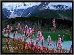 Góry, Jezioro, Kwiaty, Śnieg, Pakistan