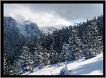 Śnieg, Góry, Lasy