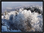 Góry, Lasy, Ośnieżone, Drzewa