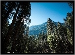 Góry, Las, Narodowy Park, Yosemite